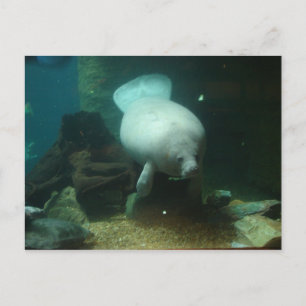 Antillean Manatee Postcard