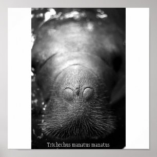 Antillean manatee poster