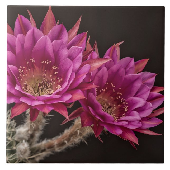 Antimatter blooms ceramic tile (Front)