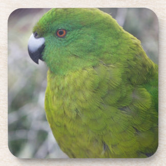Antipodes Island Parakeet Coaster