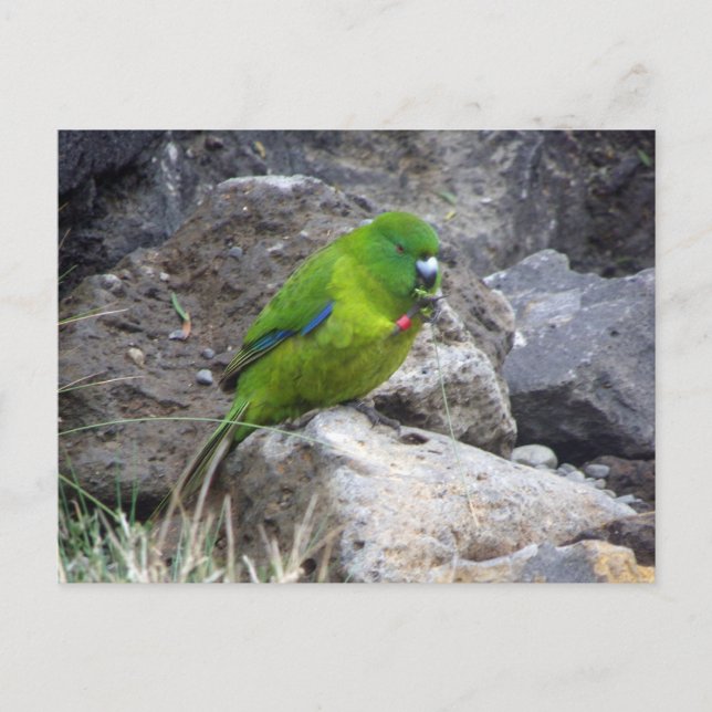 Antipodes Island Parakeet Postcard (Front)