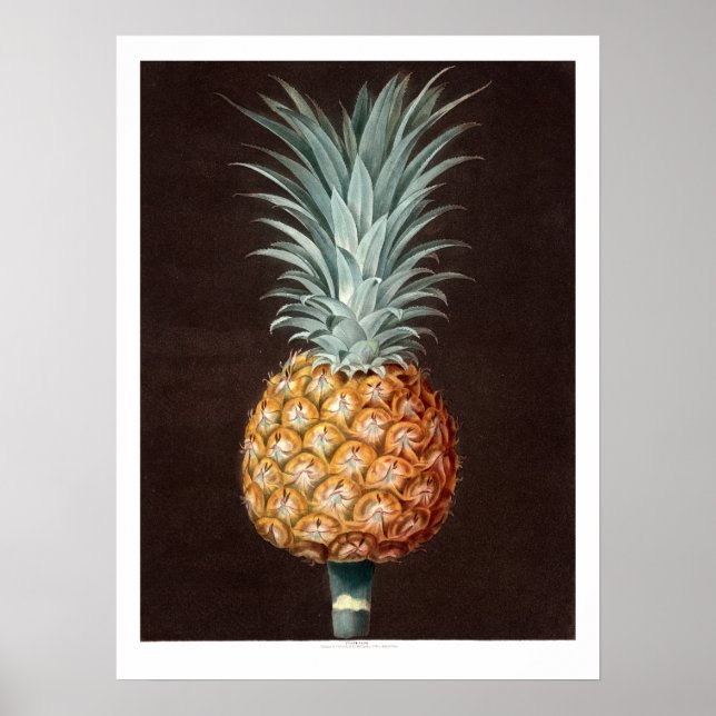 Antique 1807 Pineapple Botanical Illustration Poster (Front)