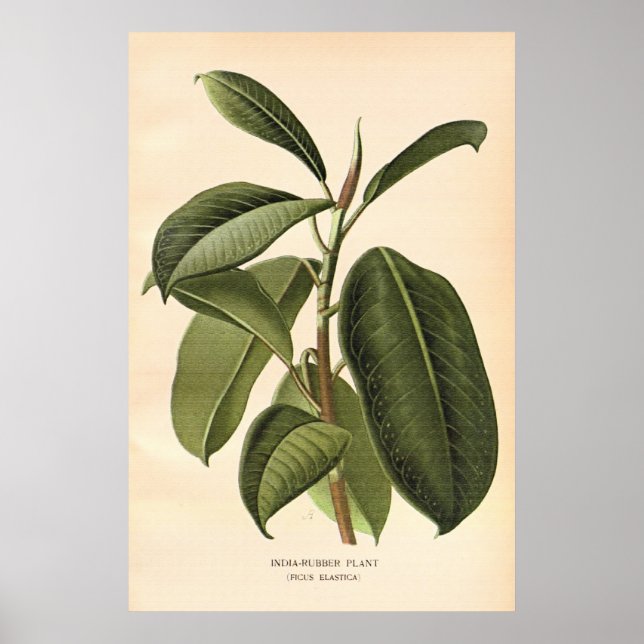 Antique 19th century colour flowers litho poster (Front)
