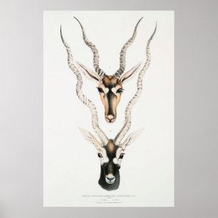 Antique African Antelope Horns Vintage Animal  Poster