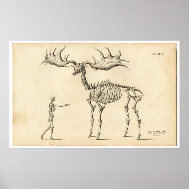 Antique Anatomical Walking Skeleton Man + Elk Poster (Front)