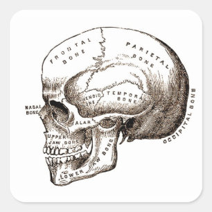 Antique Anatomy Anatomical Skull Square Sticker