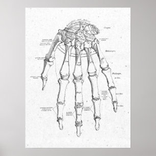 Antique Anatomy Hand Bones Vintage Poster