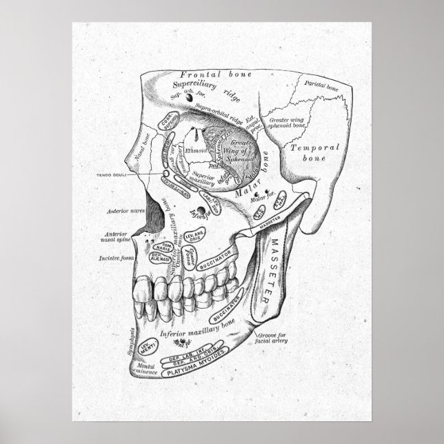 Antique Anatomy Skull & Face Bones Vintage Poster (Front)