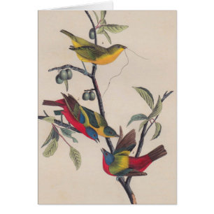 Antique Audubon Painted Bunting Bird