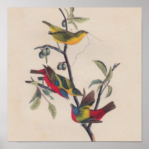Antique Audubon Painted Bunting Bird Poster