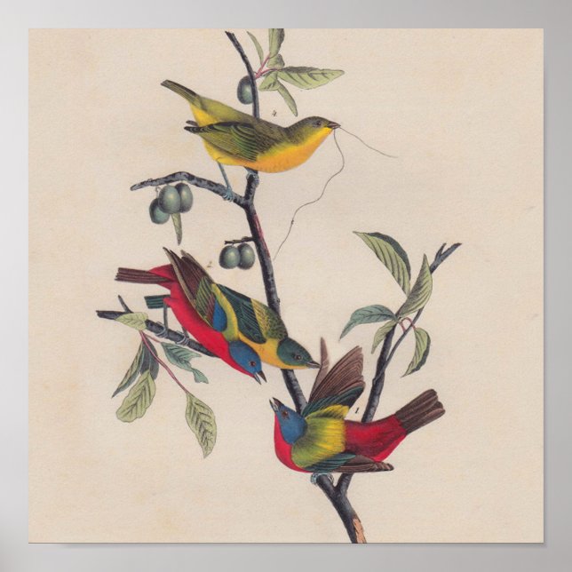 Antique Audubon Painted Bunting Bird Poster (Front)