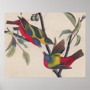 Antique Audubon Painted Bunting Bird Poster
