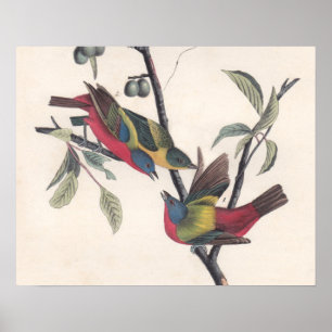Antique Audubon Painted Bunting Poster