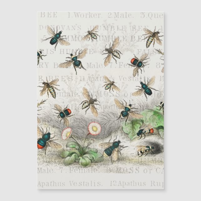 Antique Bee Honey Worker Queen Bees Vintage (Front)