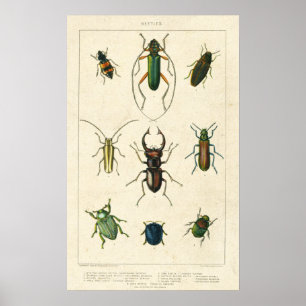 Antique Beetle Chart on Old Stained Paper