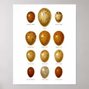 Antique Bird Eggs Print no.2 Easter Spring Decor