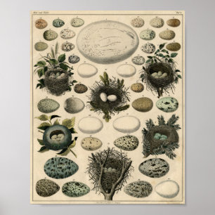 Antique Birds and Nest Poster