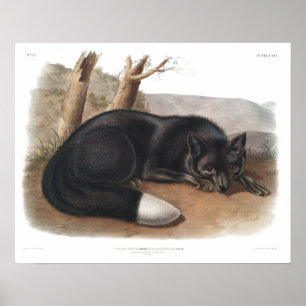Antique Black Fox Print Vintage Academia Cabincore