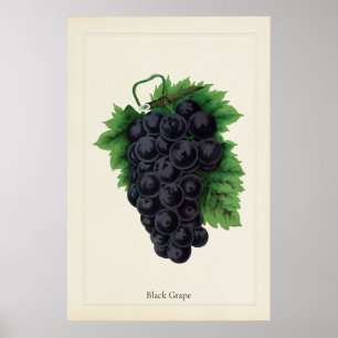 Antique Black Grapes Botanical Culinary Art Print