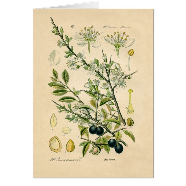 Antique Blackthorn Botanical Print Flower Berry (Front)