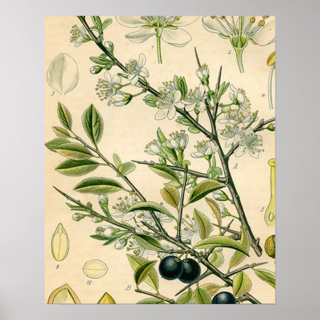 Antique Blackthorn Botanical Print Flower Berry (Front)