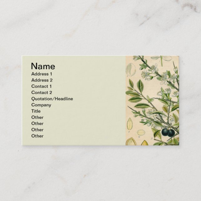 Antique Blackthorn Botanical Print Flower Berry Business Card (Front)