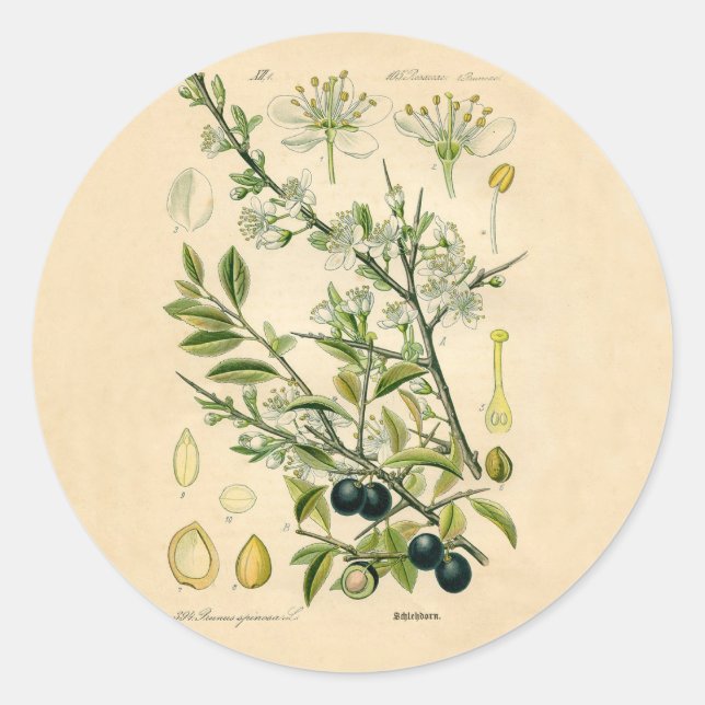Antique Blackthorn Botanical Print Flower Berry Classic Round Sticker (Front)