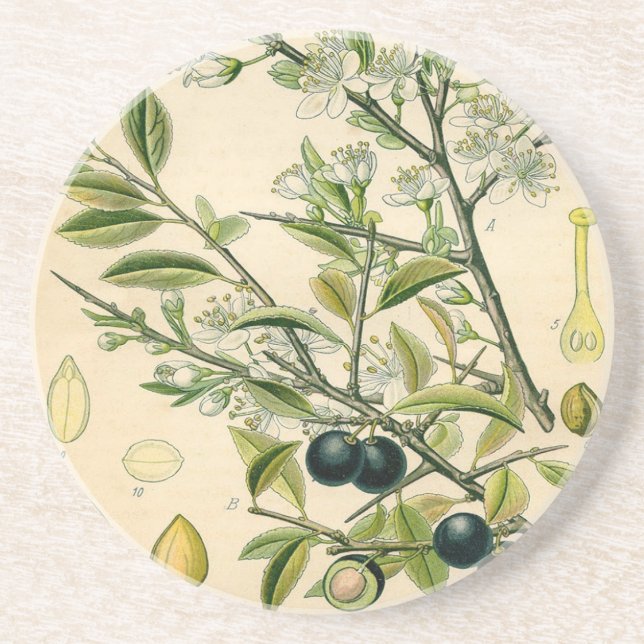 Antique Blackthorn Botanical Print Flower Berry Coaster (Front)