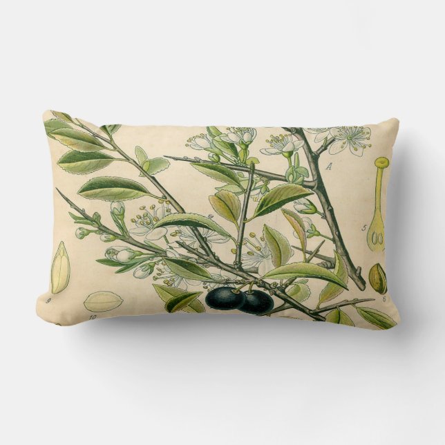 Antique Blackthorn Botanical Print Flower Berry Lumbar Cushion (Front)