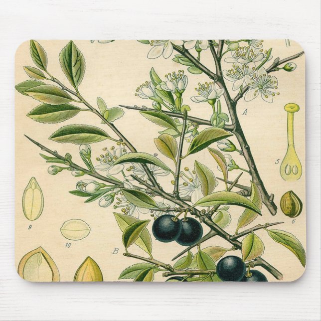 Antique Blackthorn Botanical Print Flower Berry Mouse Pad (Front)