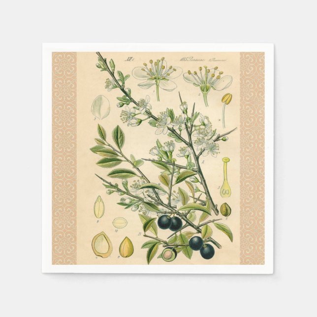 Antique Blackthorn Botanical Print Flower Berry Napkin (Front)