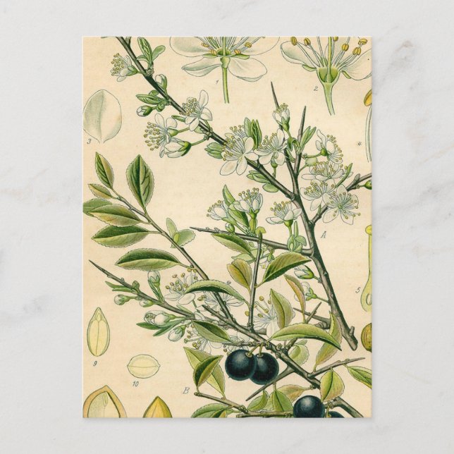 Antique Blackthorn Botanical Print Flower Berry Postcard (Front)