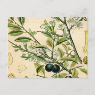 Antique Blackthorn Botanical Print Flower Berry Postcard
