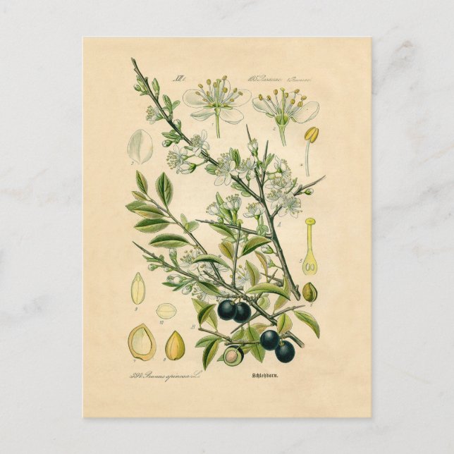 Antique Blackthorn Botanical Print Flower Berry Postcard (Front)