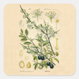 Antique Blackthorn Botanical Print Flower Berry Square Sticker
