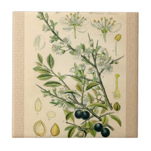 Antique Blackthorn Botanical Print Flower Berry Tile