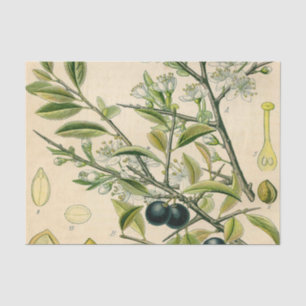 Antique Blackthorn Botanical Print Flower Berry Tissue Paper