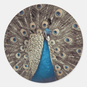 Antique Blue Peacock Classic Round Sticker