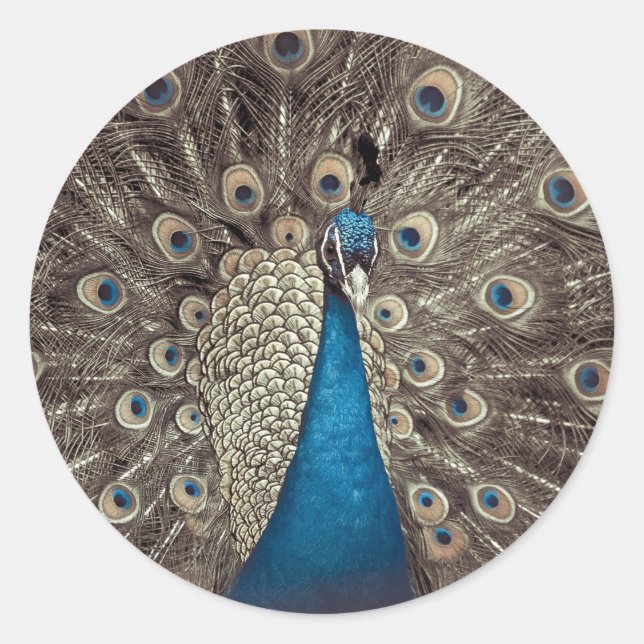 Antique Blue Peacock Classic Round Sticker (Front)