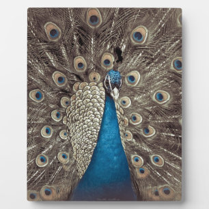 Antique Blue Peacock Plaque