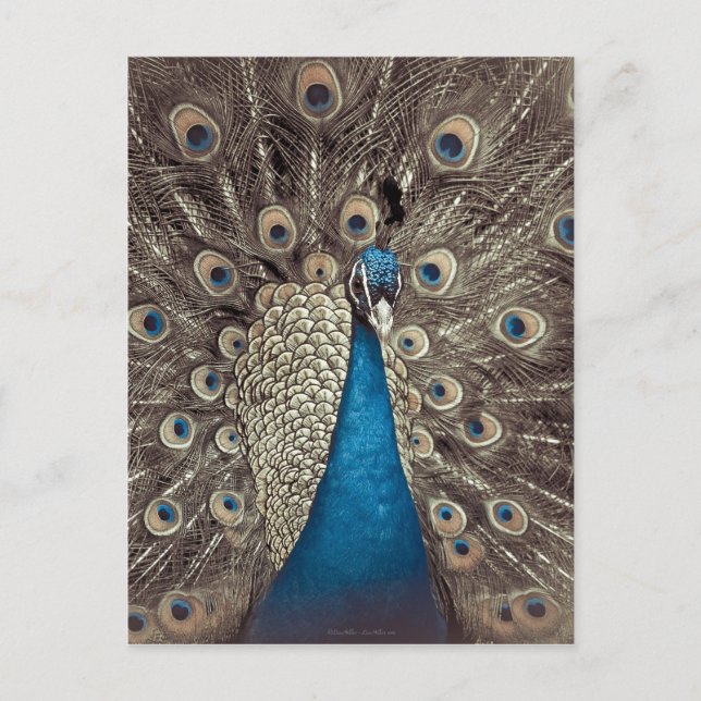 Antique Blue Peacock Postcard (Front)