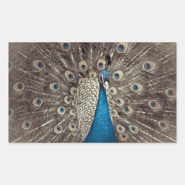 Antique Blue Peacock Rectangular Sticker (Front)