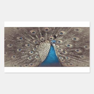 Antique Blue Peacock Rectangular Sticker