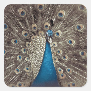 Antique Blue Peacock Square Sticker