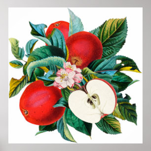 Antique botanical apple fruit arrangement, apple t poster