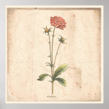 Antique Botanical Poster Pincushion Flower