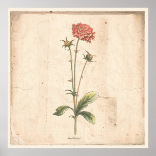 Antique Botanical Poster Pincushion Flower