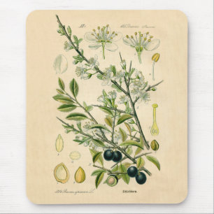 Antique Botanical Print - Blackthorn Mouse Pad
