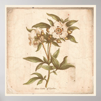 Antique Botanical Print Poster Cistus, Rock Rose