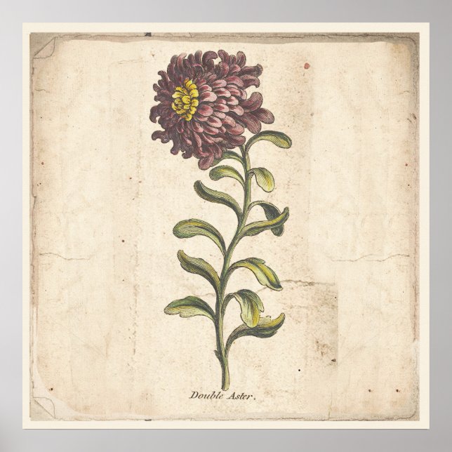 Antique Botanical Print Poster Purple Aster (Front)